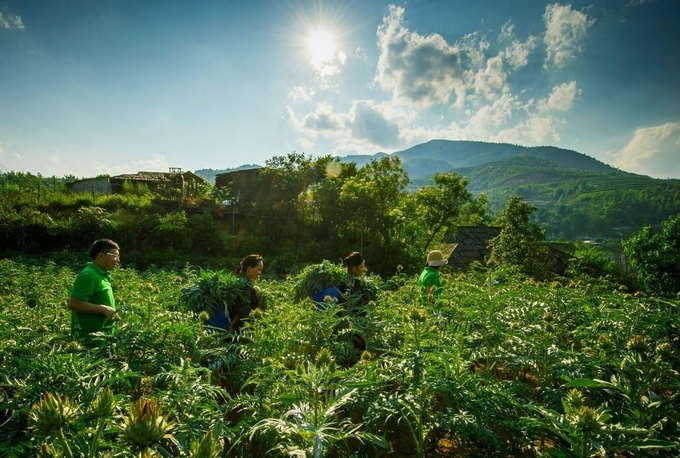 Farmers in Sapa harvesting artichoke leaves. Photo: Luu Hoa.