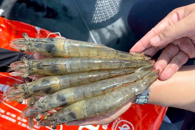 Shrimp is Vietnam's strongest seafood export to the Australian market. Photo: Son Trang.