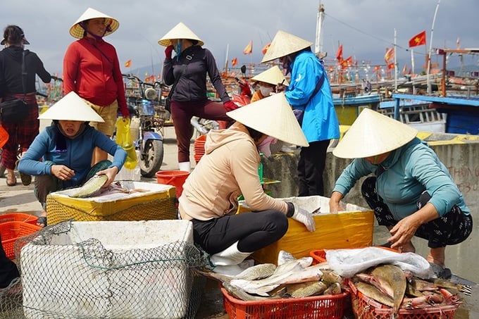 Ngư dân làng Cảnh Dương trúng mùa biển từ những ngày đầu xuân. Ảnh: P. Phương.