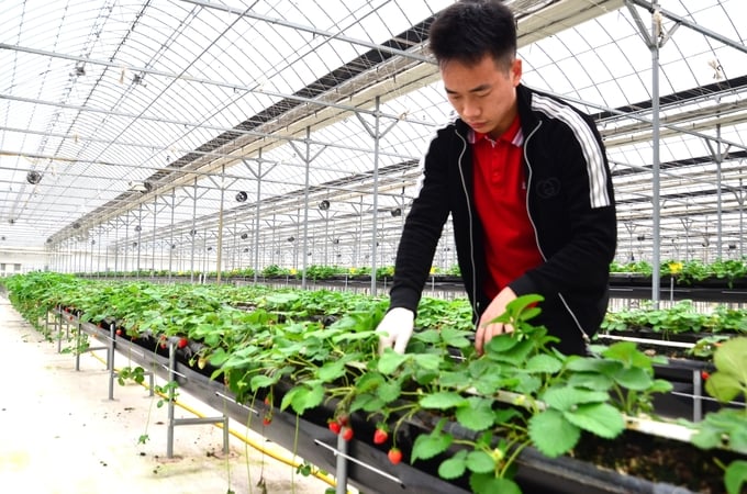 Mua A Ky is taking care of strawberries. Photo: Duong Dinh Tuong.