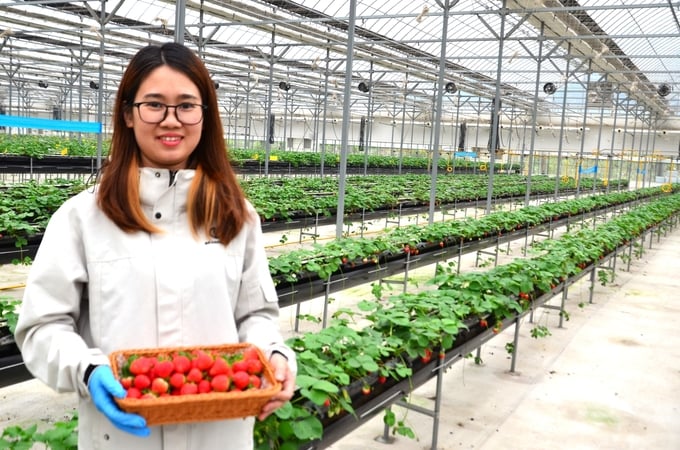 Ms. Pham Thi Thanh Hai, manager of Ele Farm Vina Co., Ltd. next to the strawberry greenhouse. Photo: Duong Dinh Tuong.