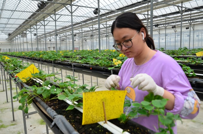 Sticky trap for harmful insects. Photo: Duong Dinh Tuong.