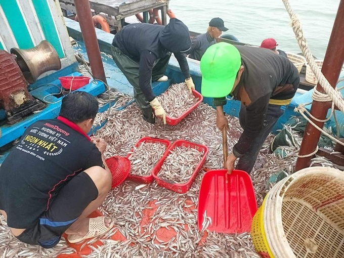 Chuyến biển một đêm thu về 150 triệu đồng của ngư dân Cảnh Dương. Ảnh: P. Phương.