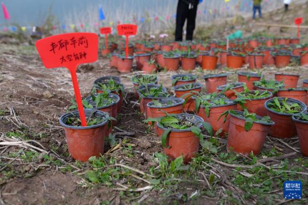 Đây là cây xa tiền phong đô (Plantago fengdouensis) sắp được trồng tại khu vực hồ chứa Tam Hiệp. 