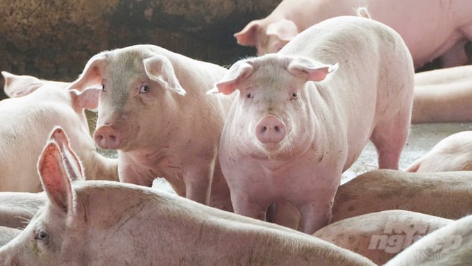 The total number of pigs in Vietnam is estimated at 26.342 million, not including more than 4 million piglets with mothers. Photo: Le Binh. 