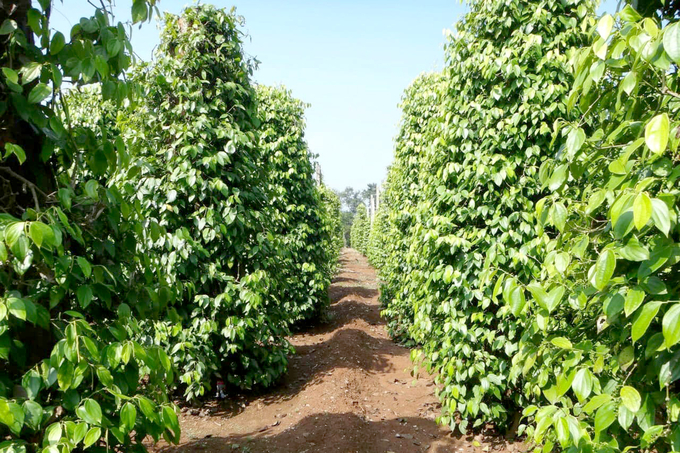 A pepper farm in Chau Duc district, Ba Ria - Vung Tau province. Photo: Son Trang.