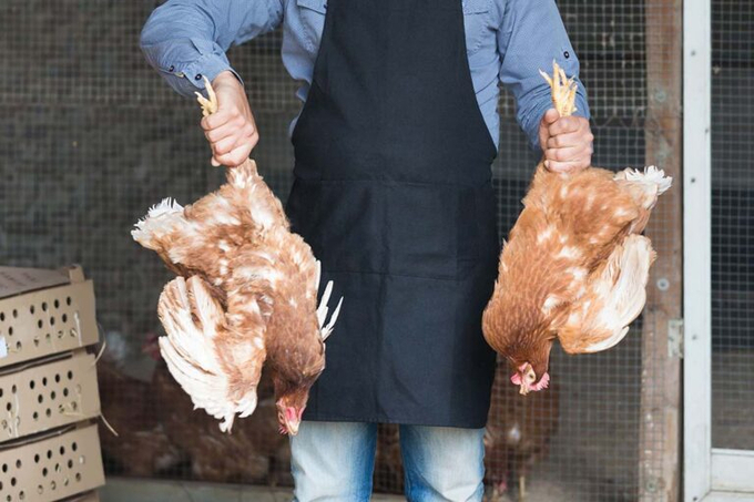 In the Netherlands, Kipster calculated their additional cost of handling chickens upright by the abdomen - instead of by the legs - amounts to 0.0004 euro per egg. Photo: Canva