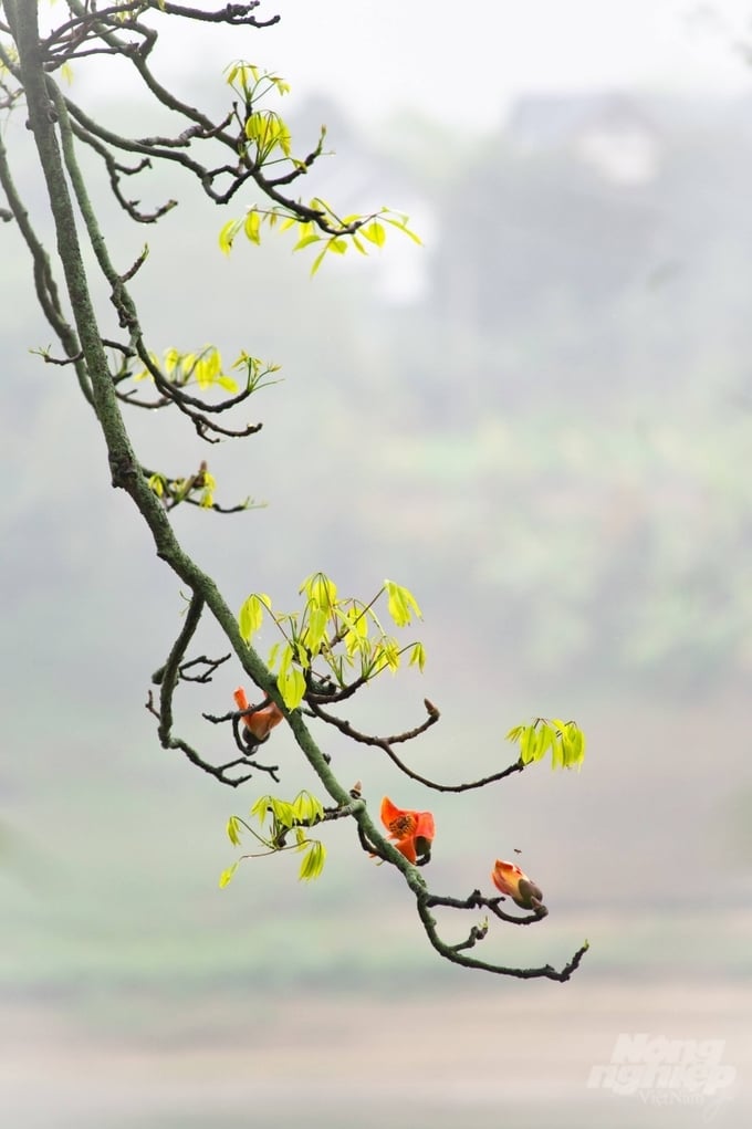 z5245668245540_87b3df9fc73911f3513f00e2494e5bbe-223143_655-223144.jpg Khoảng lặng mang tên tháng Ba. Ảnh: Hà Huy.