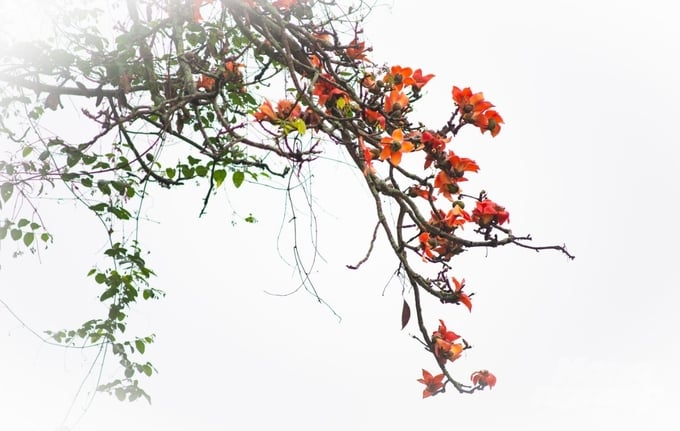 z5245668259957_6264f50202091e63954d315fa2607f22-222042_350-222042.jpg Mộc miên, loài cây chọn tháng Ba để bung sắc thắp lửa cả đất trời. Ảnh: Hà Huy.