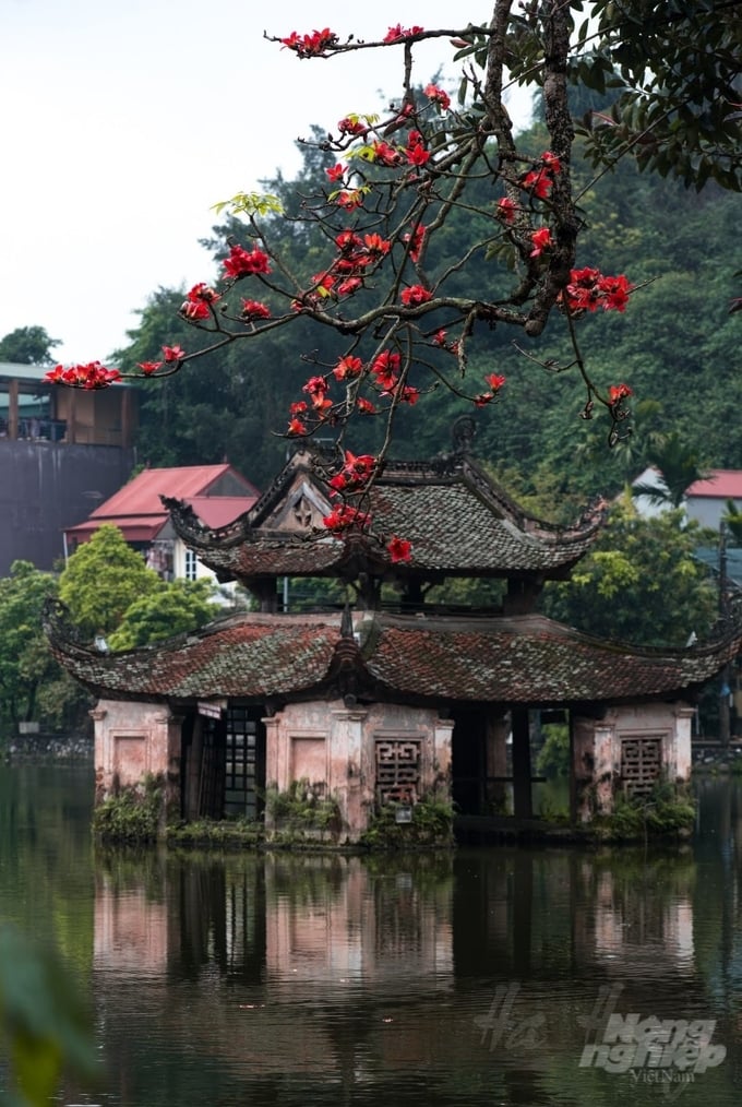 z5245679533609_b61b9295d363853c04693d161400301c-222403_877-222403.jpg Hoa gạo bên Thủy đình (huyện Quốc Oai, Hà Nội). Ảnh: Hà Huy.