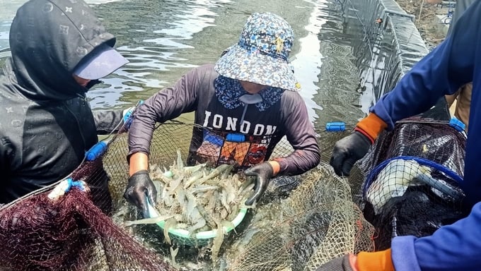 Three-stage intensive shrimp farming model using microbiological technology and circulating water filtration by Mr. Duong Quoc Khanh. Photo: Anh Nguyet.