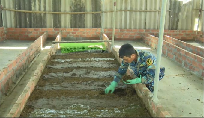 Mr. Tran Danh Giap using waste from livestock production to raise earthworms as feed for fish, snails, and frogs. Photo: Anh Nguyet.