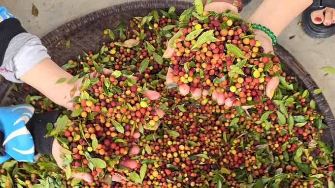 Quả dâu rừng được bà con hái về có giá bán 40 - 50 ngàn đồng/lon. Ảnh: P. Phương.