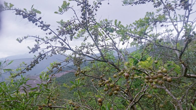 Dâu rừng trên dãy núi Hoành Sơn. Ảnh: P. Phương.
