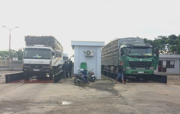 The decisions of the Government and the Ministry of Industry and Trade on anti-dumping, anti-tax avoidance, and anti-smuggled sugar have contributed to helping the domestic sugarcane industry recover. Photo: V.D.T.