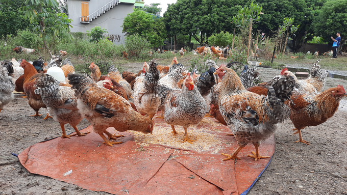 Gà bản Đầm Hà có màu lông sặc sỡ, là sản phẩm OCOP chủ lực của địa phương. Ảnh: Nguyễn Thành.