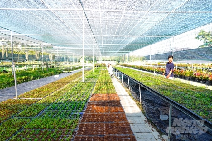 9x-uom-mam-khoi-nghiep-tao-ra-150-dong-dua-mau-nam-my-153652_783-153653.jpg Trang trại dứa màu Nam Mỹ quy mô lớn tại TP Cần Thơ của anh Châu đang là địa chỉ được giới chơi tiểu cảnh săn đón. Ảnh: Kim Anh.