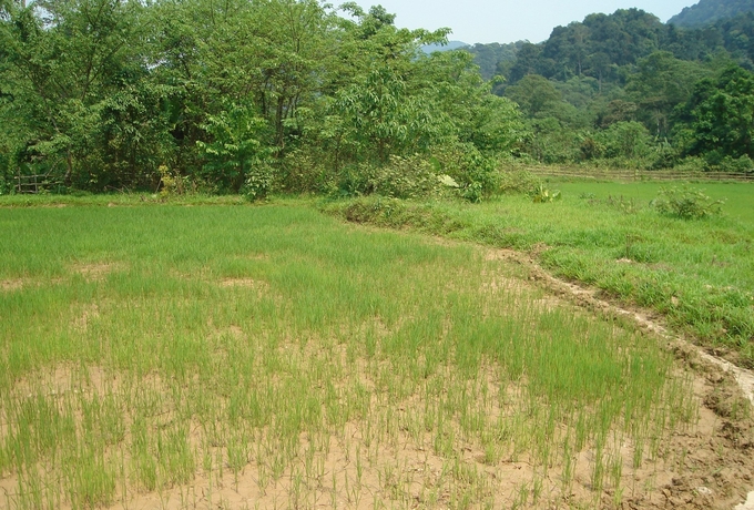 Vùng lúa nước của bà con bản Đoòng. Ảnh: T. Phùng.
