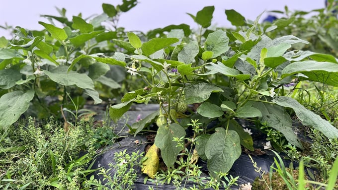 Farmers in Thuong Loc commune have implemented various farming techniques to control weeds and minimize the use of fertilizers and chemical pesticides, ensuring the safety of eggplant products. Photo: Anh Nguyet.