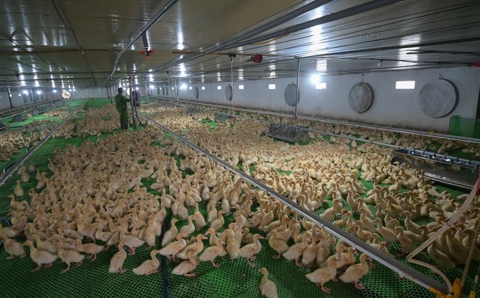 Mr. Nam's ducks are raised in a closed farming system. Photo: Tung Dinh.