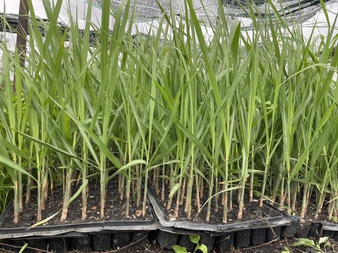 An Khe Sugar Factory researched many new sugarcane varieties with high productivity and quality to supply to farmers. Photo: V.D.T.