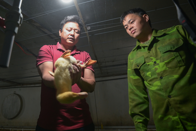 The ducks are raised in a closed environment, vaccinated and have regular health checks. Photo: Tung Dinh.
