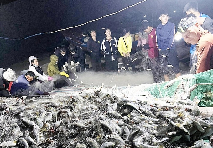 Cá đù tươi được thu mua từ 50 - 80 ngàn đồng/kg. Ảnh: L. Chi.