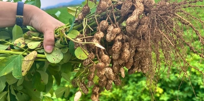 Lạc sen là sản phẩm nông sản nổi tiếng của Nghệ An. Ảnh: Trân Châu.
