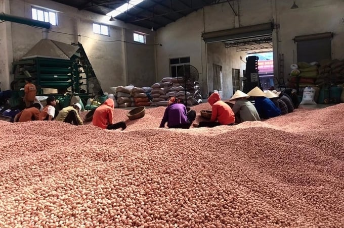 Trước đây, mỗi năm Nghệ An thu về từ 650 – 700 ngàn tấn lạc vỏ, khoảng 420 – 450 ngàn tấn lạc nhân. Ảnh: Trân Châu.