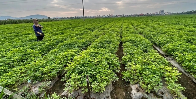 Cây lạc sen đã giúp người dân nhiều địa phương ở Nghệ An có cuộc sống ấm no. Ảnh: Trân Châu.