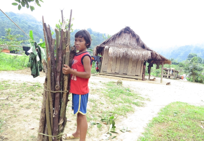 Trẻ em bản Đoòng đã biết giúp bố mẹ kiếm củi và bó củi cao quá đầu người. Ảnh: T. Phùng.