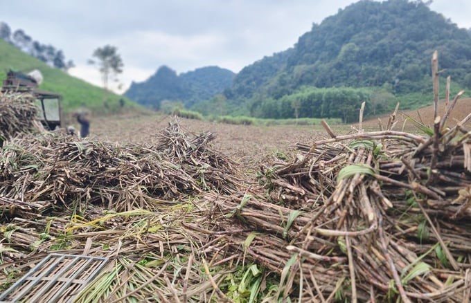 Mr. Vinh has inspired and helped the sugarcane-growing model in Manh Valley develop prosperously. Photo: Tam Phung.