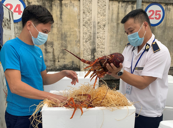 tom-hum-105136_563-080800_606.jpg Cán bộ kiểm dịch động vật (Cục Thú y) kiểm tra tôm hùm Úc nhập khẩu tại Cảng hàng không Quốc tế Nội Bài.