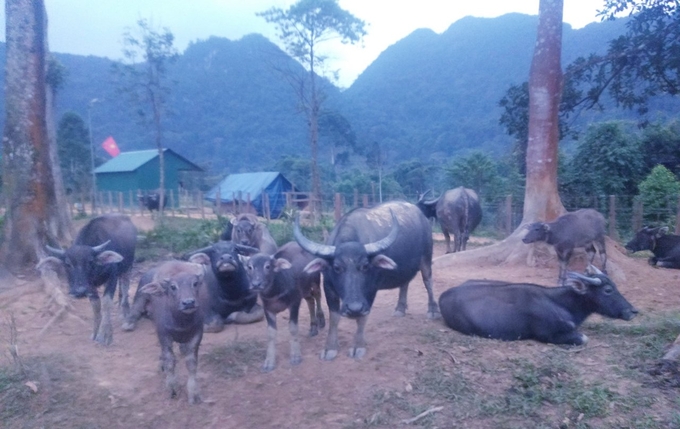 Đàn trâu phát triển đã giúp bà con có được nguồn thu nhập cao. Ảnh: T. Phùng.