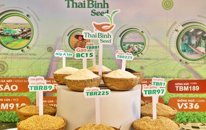 Every year, VSTA member businesses produce and import approximately 500,000 to 550,000 tons of rice seeds. Photo: PT.
