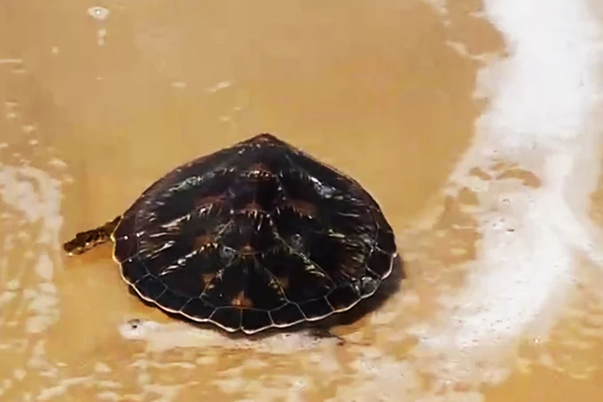 The heavy green turtle is released back into the sea after being caught in a fisherman's net. Photo: CD.