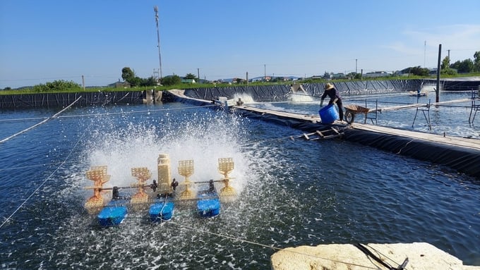 Con tôm được xác định là giống nuôi chủ lực của TP Móng Cái. Ảnh: Cường Vũ.
