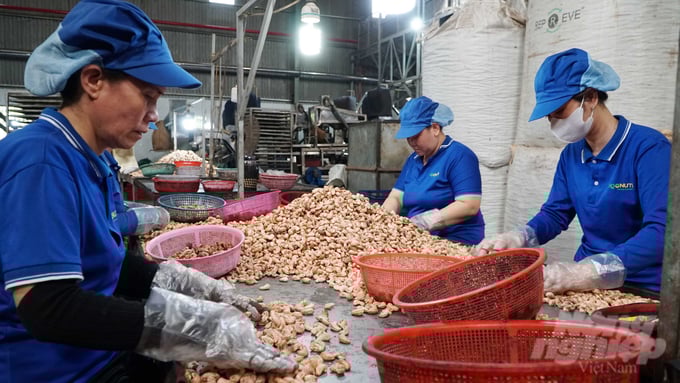 Hạt điều Nga Biên đang đầu tư nhiều công nghệ hiện đại để chế biến sâu nông sản, xuất khẩu đi các nước Châu Âu. Ảnh: Lê Bình.