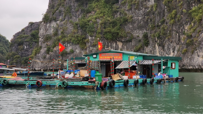 gia-han-thoi-gian-nuoi-ca-long-be-theo-phuong-an-truyen-thong-o-cat-ba-153322_397.jpg Tiền hỗ trợ di dời lồng bè của thành phố Hải Phòng cơ bản được người dân bỏ ra để cải hoán, sửa chữa lồng bè theo phương án truyền thống. Ảnh: Đinh Mười.
