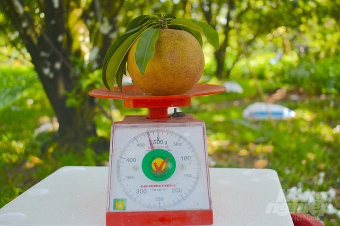 Trái sapoche Mexico rất to, nặng trung bình 400g. Ảnh: Minh Đảm.