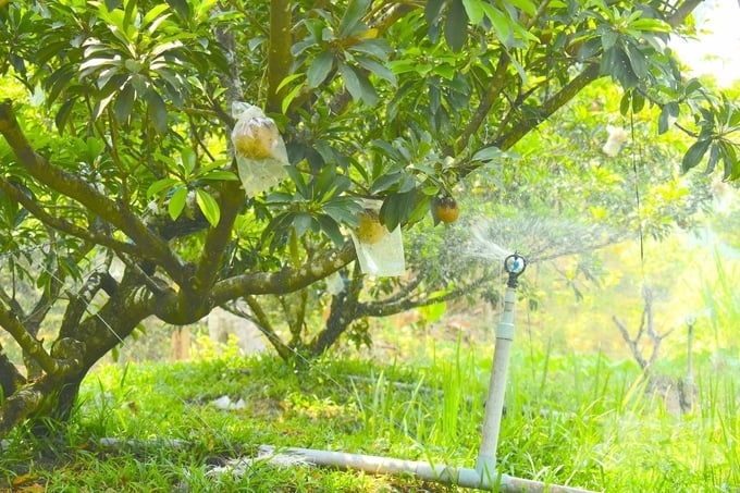 Tưới tiết kiệm cho sapoche vào mùa khô. Ảnh: Minh Đảm.