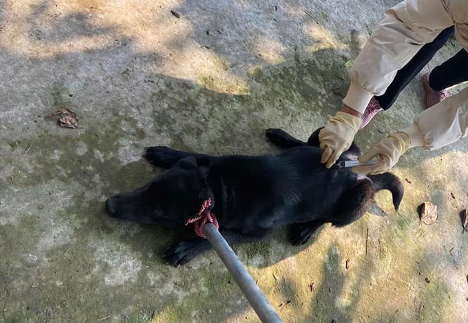 Tại ổ dịch xã Tân Dân, TP Hạ Long, số chó mèo nghi dại bị tiêu hủy là 13 con. Ảnh: Cường Vũ