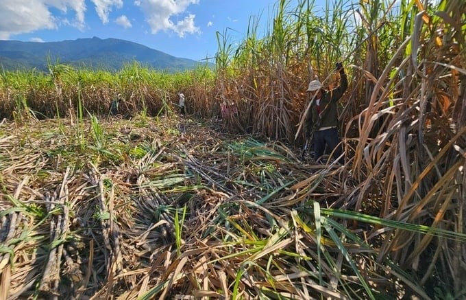 Currently, sugarcane harvest in Khanh Hoa depends entirely on manual cutting labor, so costs are high. Photo: KS.