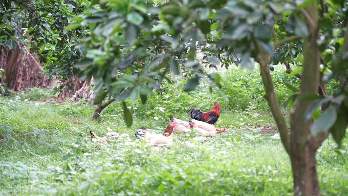 'Làm nông nghiệp hữu cơ là tự mình cứu mình' đó là tâm niệm của lão nông U70 Lê Hữu Diện. Ảnh: Đức Minh - Hùng Khang