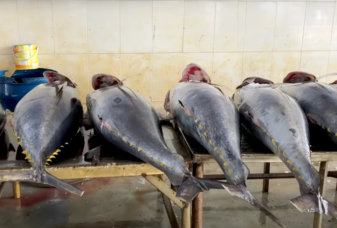 Tuna at Dong Tac fishing port, Phu Yen. Photo: Son Trang.