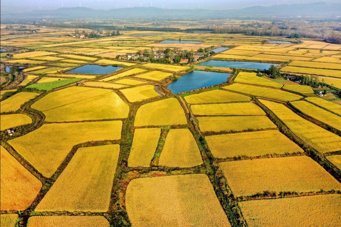 s0nfvnclz2b-164320_777.jpg Thủ tướng yêu cầu Bộ trưởng Bộ NN-PTNT chủ trì, phối hợp với các Bộ, cơ quan liên quan trình Chính phủ Nghị định quy định chi tiết về đất trồng lúa. Ảnh: MH.