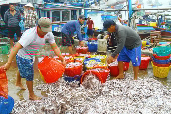 Ngư dân Quảng Bình trúng đậm vụ cá cơm. Ảnh: T. Chuyên.