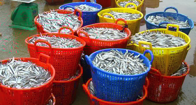 Cá cơm sẽ được chế biến thành đặc sản nước mắm hay cá cơm khô. Ảnh: T. Chuyên.