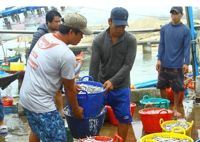 Lao động tại bến cá có công việc và thu nhập cao hơn ngày thường. Ảnh: T. chuyên.