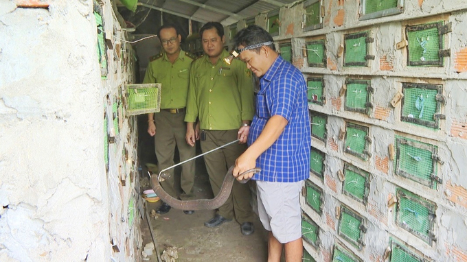 Soc Trang Province Forest Protection Department, the province now has 265 registered forest and wildlife agricultural companies, employing about 49,400 people. Photo: Kim Anh.